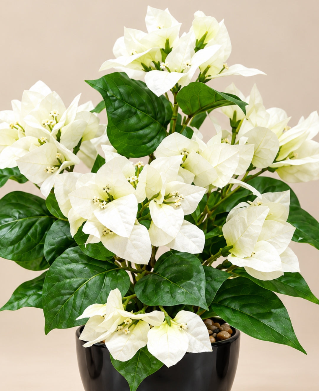 Artificial Bougainvillea Blossom Pot - White in Glossy Black Round Ceramic Pot