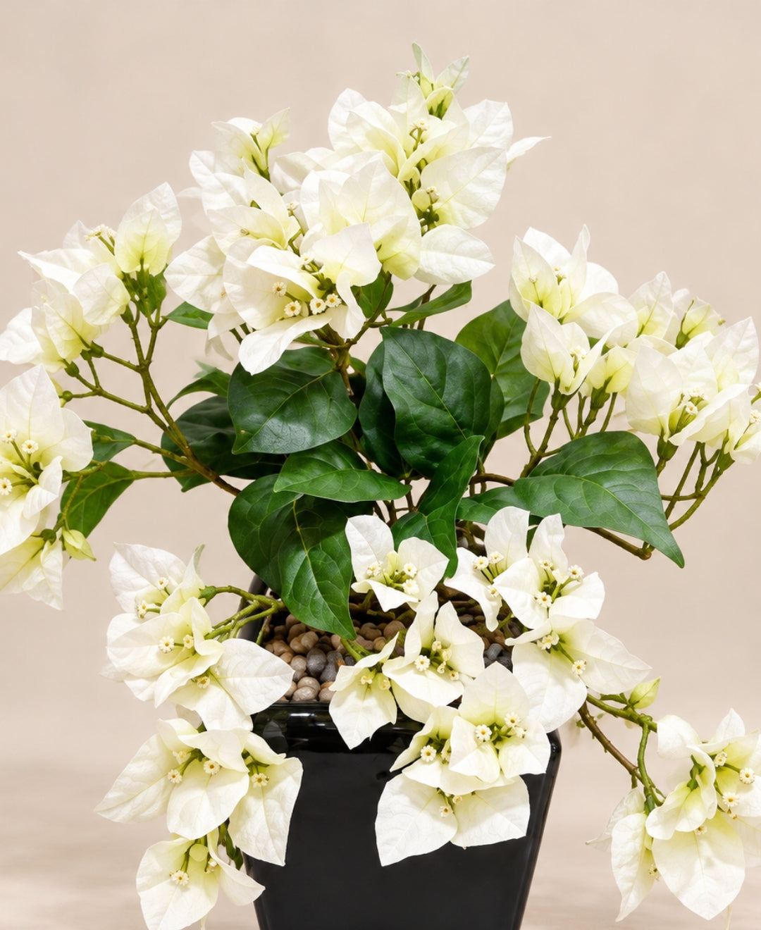 Artificial Trailing Bougainvillea Pot - White in Black Square Ceramic Pots