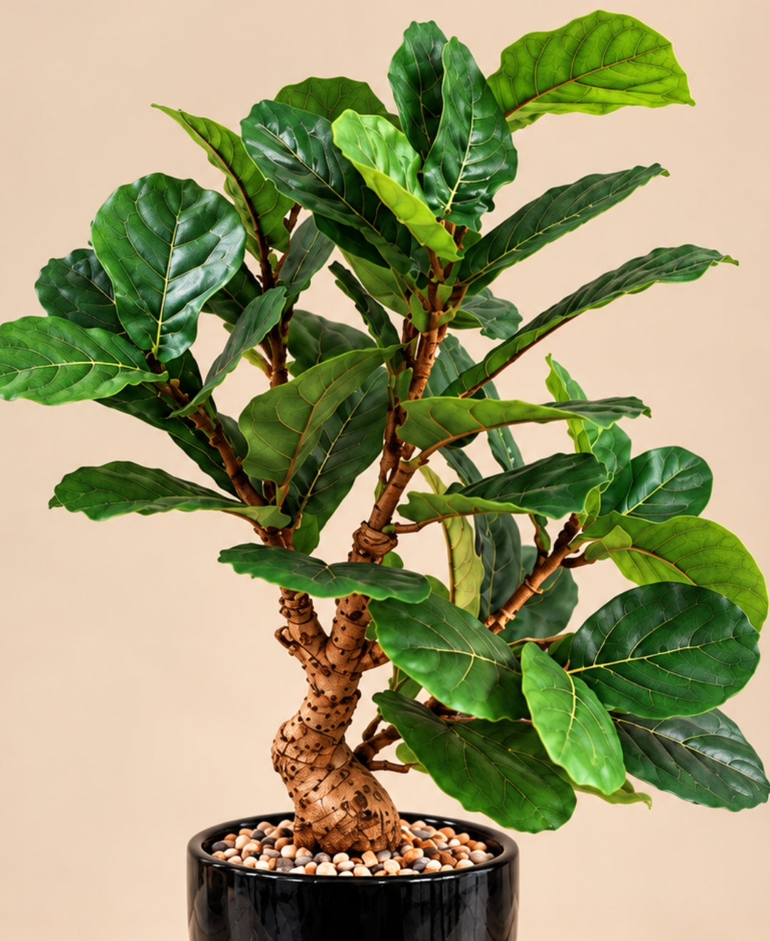 Artificial Fiddle Leaf Fig Bonsai with Twisted Trunk in Glossy Black Textured Ceramic Pot