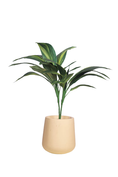 Pollination Real look  Stunning Artificial Dracaena Plant Without Pot (Pack of 1, 27 Inch)