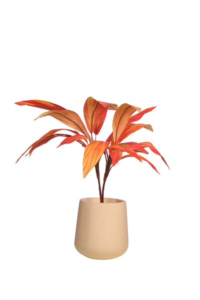 Pollination Real look  Stunning Artificial Dracaena Plant Without Pot (Pack of 1, 27 Inch)