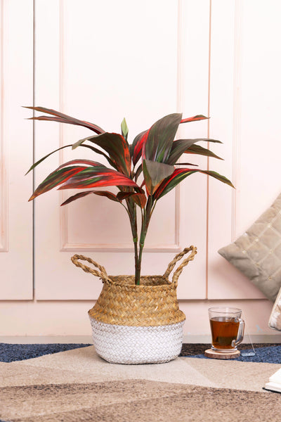 Pollination Real look  Stunning Artificial Dracaena Plant Without Pot (Pack of 1, 27 Inch)