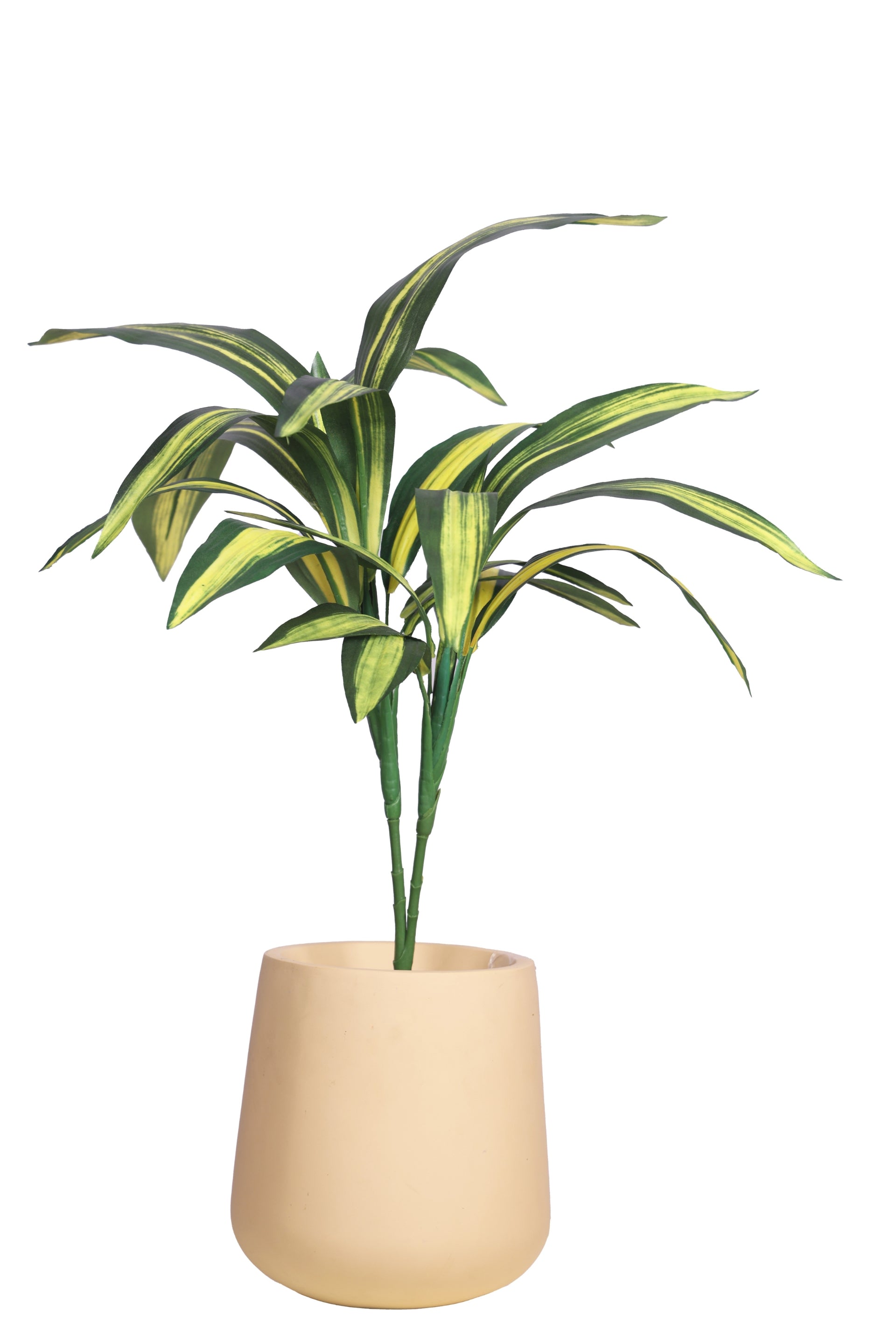Pollination Real look  Stunning Artificial Dracaena Plant Without Pot (Pack of 1, 27 Inch)