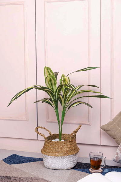 Pollination Real look  Stunning Artificial Dracaena Plant Without Pot (Pack of 1, 27 Inch)