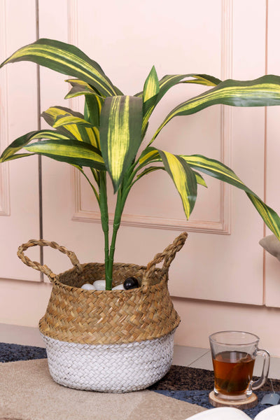 Pollination Real look  Stunning Artificial Dracaena Plant Without Pot (Pack of 1, 27 Inch)