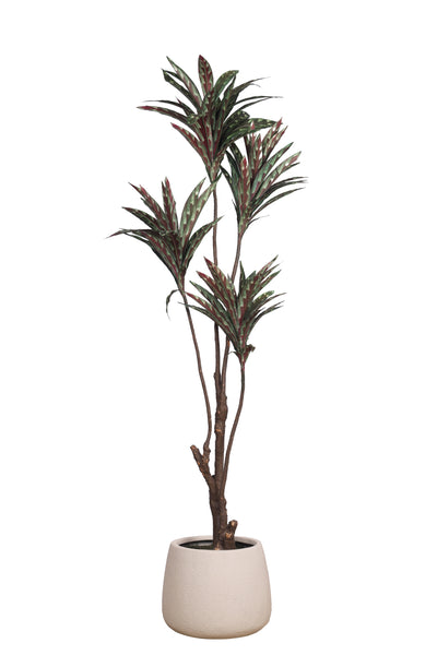 Pollination Decorative Artificial Dracaena Plant Without Pot (Pack of 1) 5FT