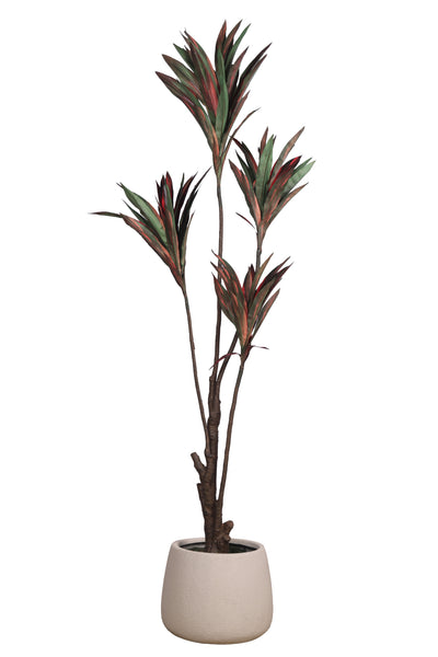 Pollination Decorative Artificial Dracaena Plant Without Pot (Pack of 1) 5FT