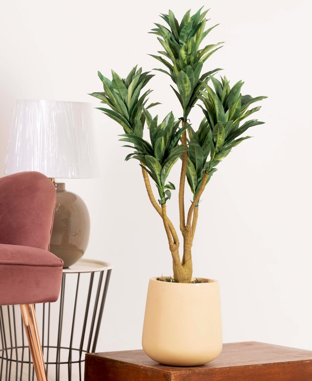 Mini Dracaena Delight Plant Without Pot (Small)