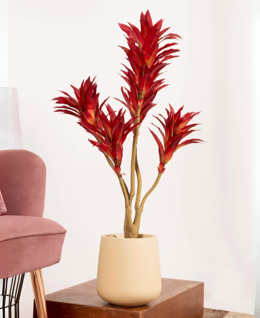 Mini Dracaena Delight Plant Without Pot (Small)