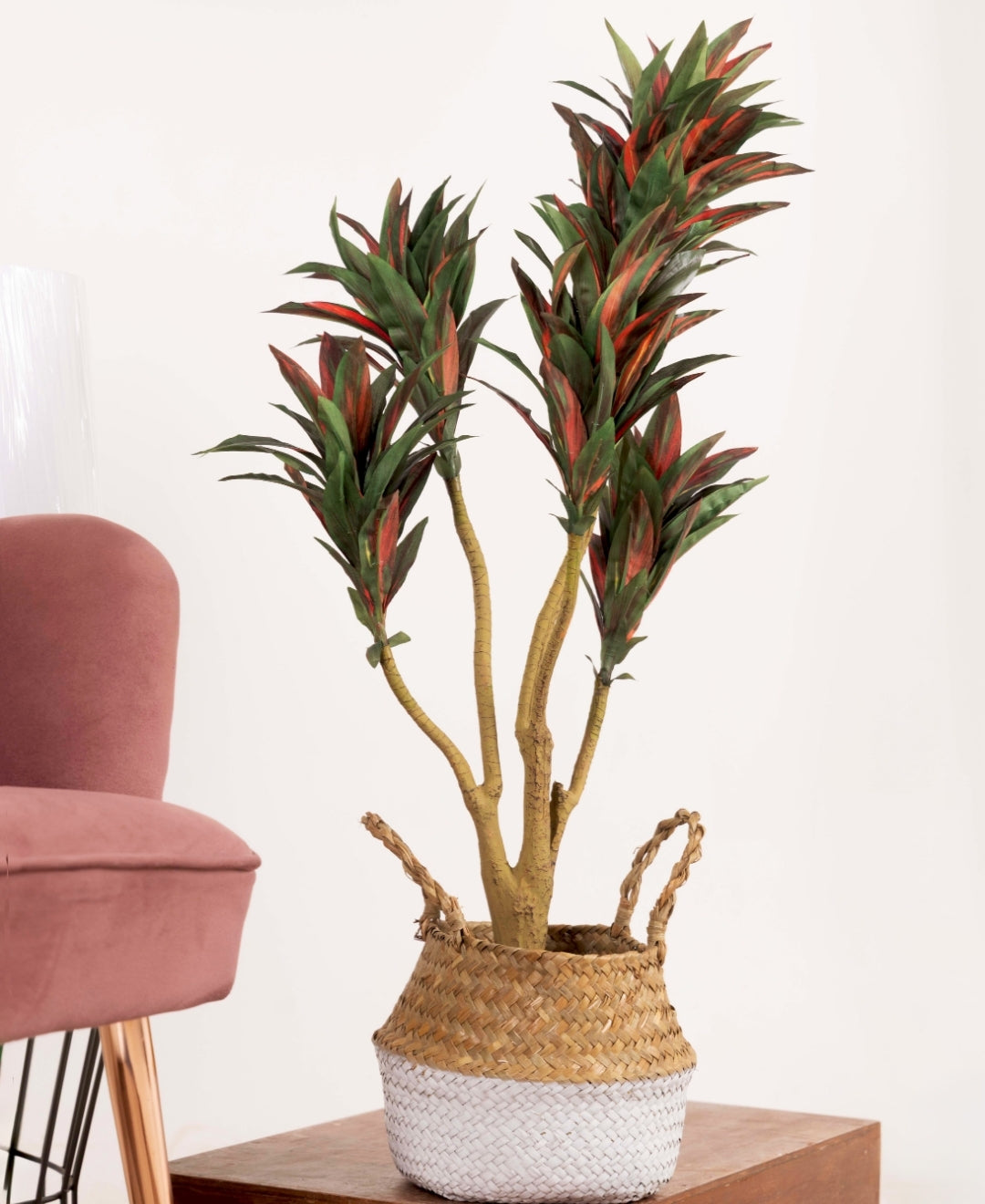 Mini Dracaena Delight Plant Without Pot (Small)