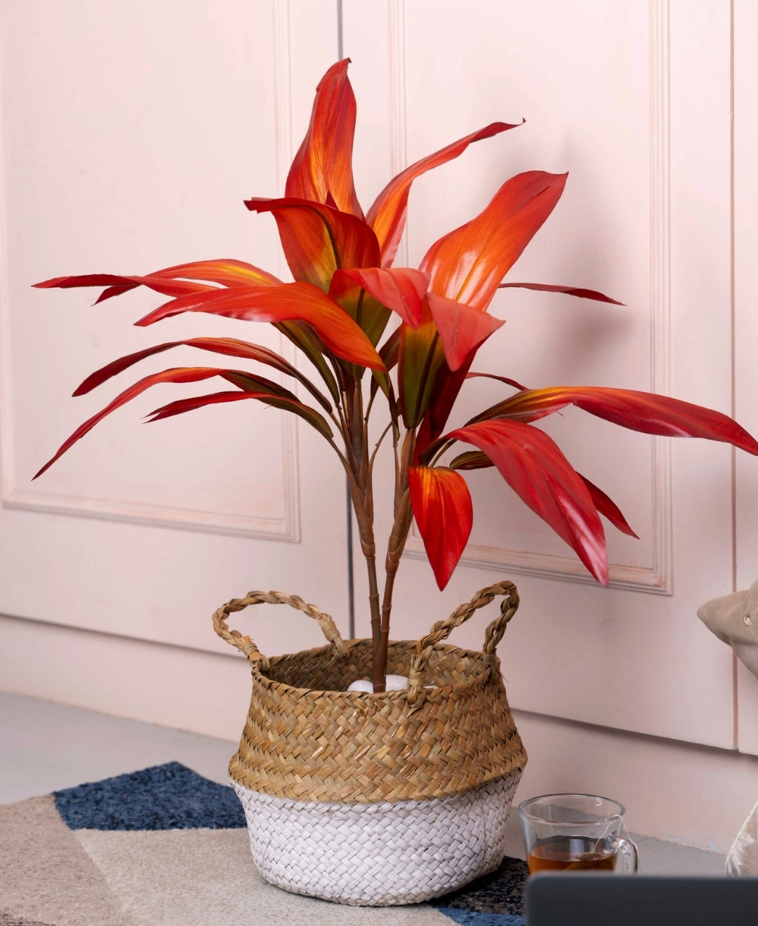 Stylestem Compact Dracaena Plant Without Pot