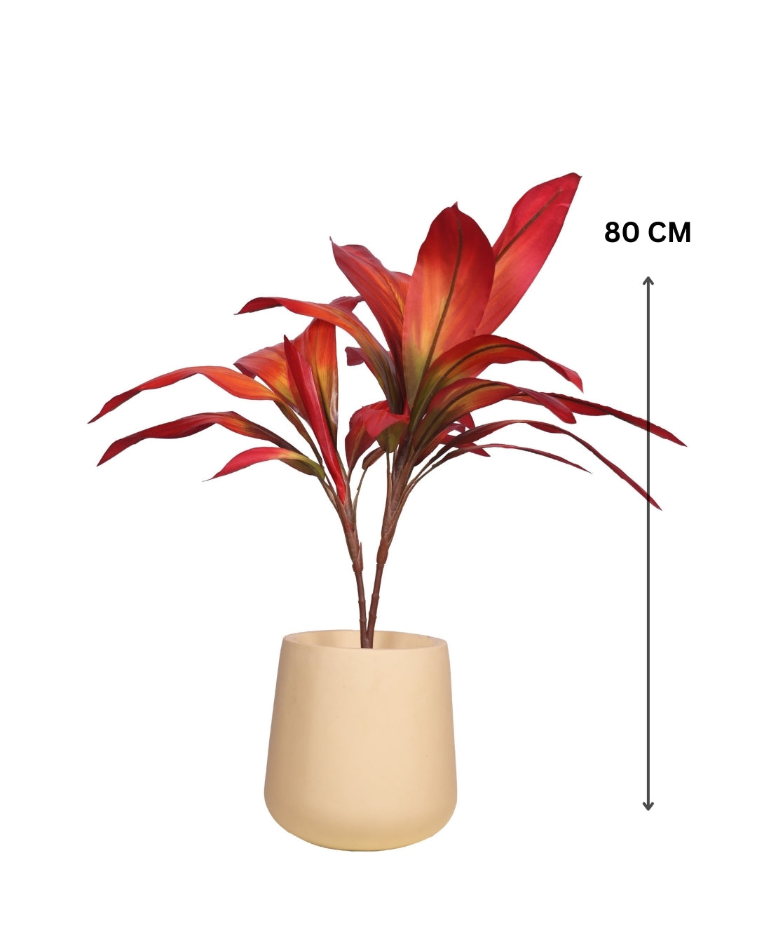 Stylestem Compact Dracaena Plant Without Pot