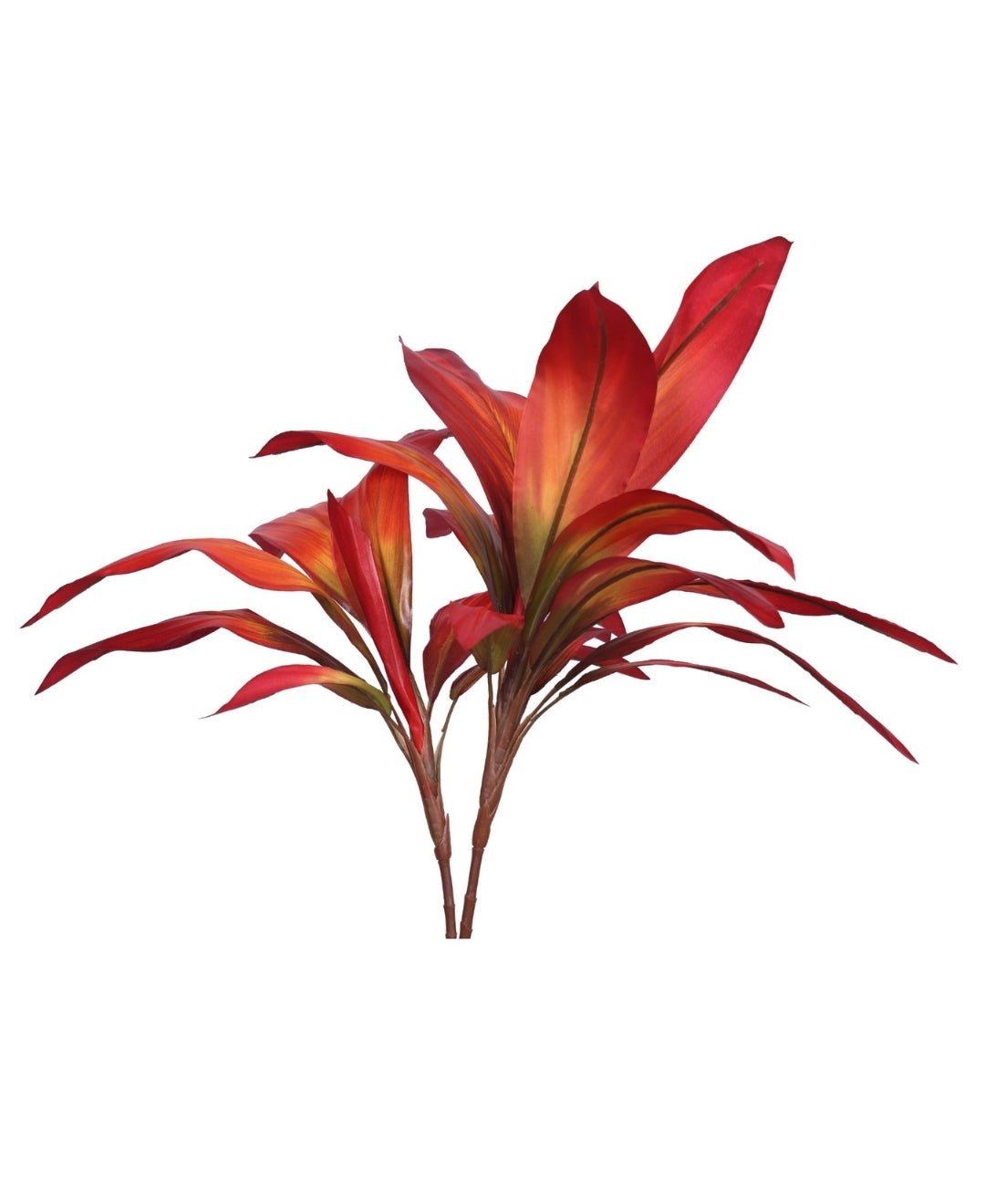 Stylestem Compact Dracaena Plant Without Pot