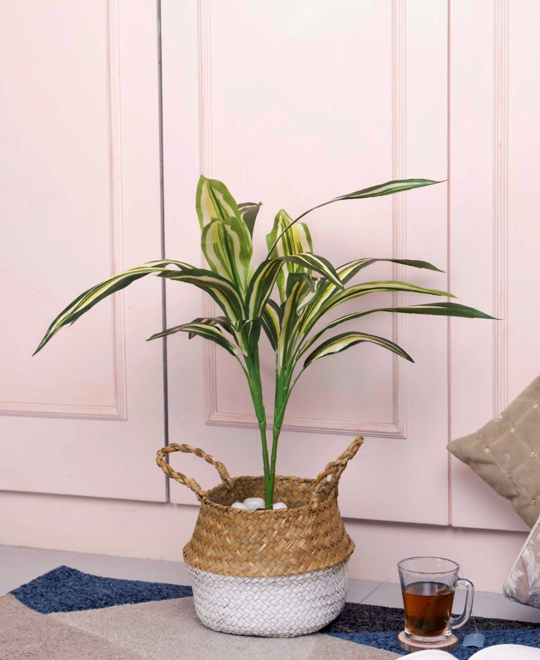 Stylestem Compact Dracaena Plant Without Pot