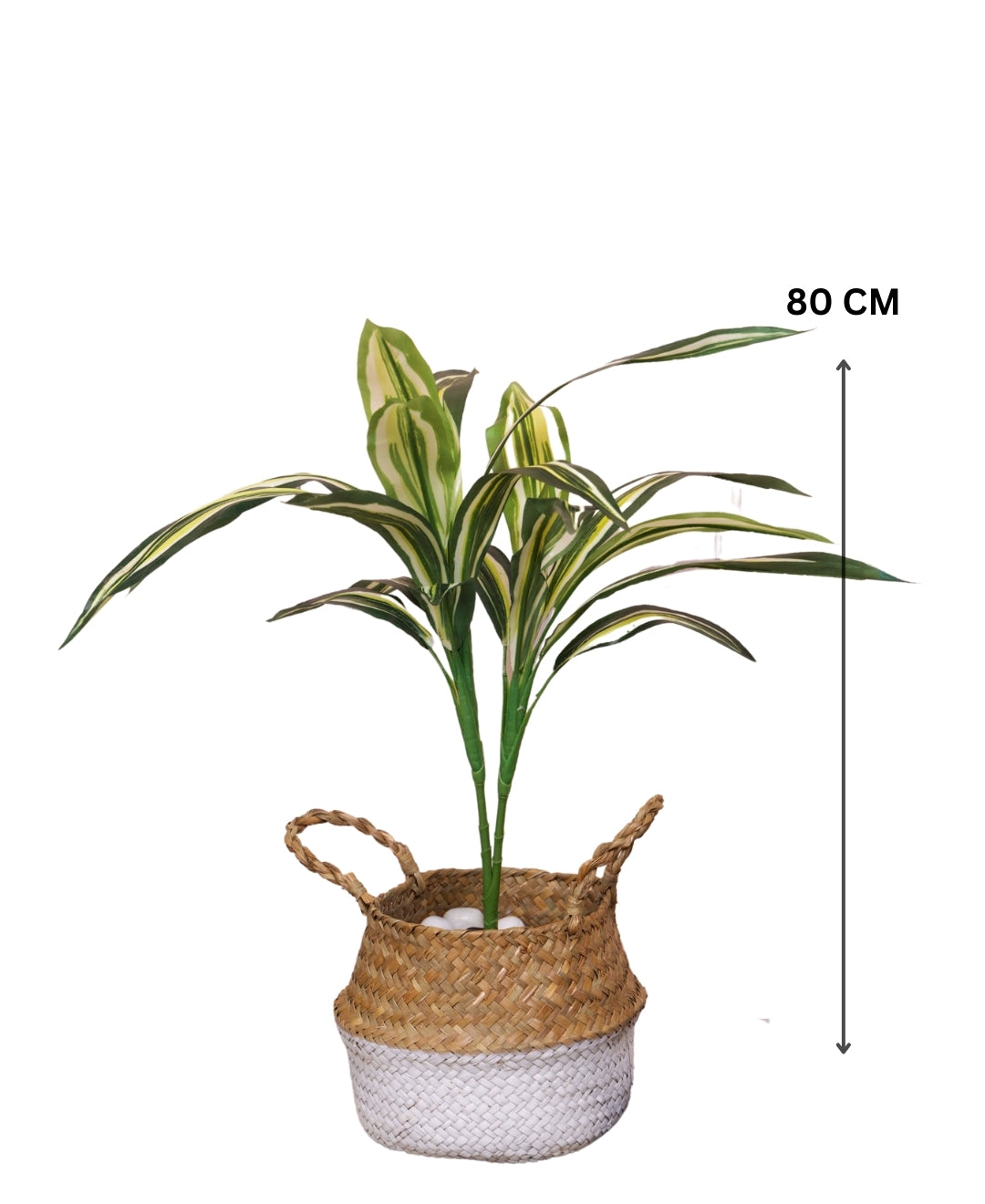 Stylestem Compact Dracaena Plant Without Pot