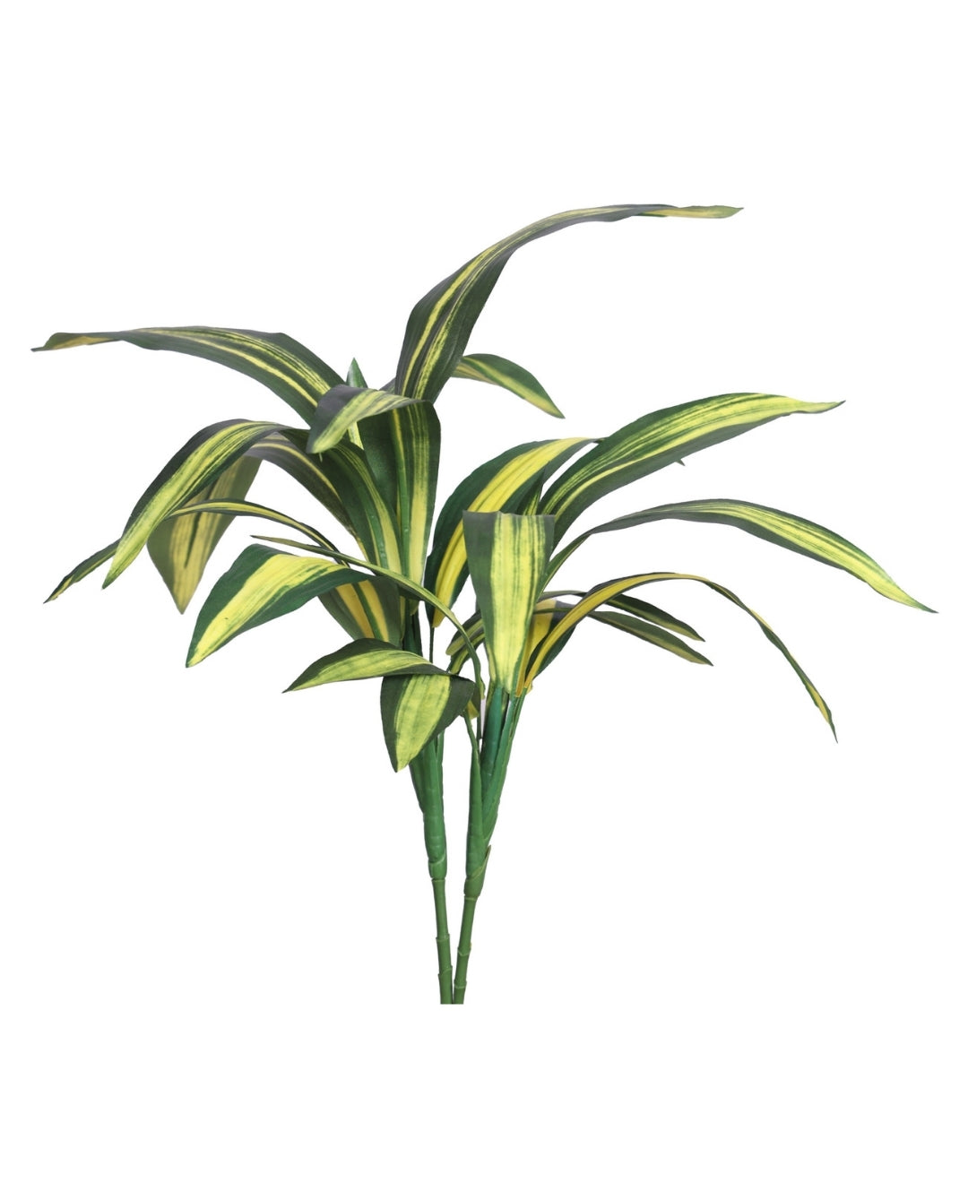 Stylestem Compact Dracaena Plant Without Pot