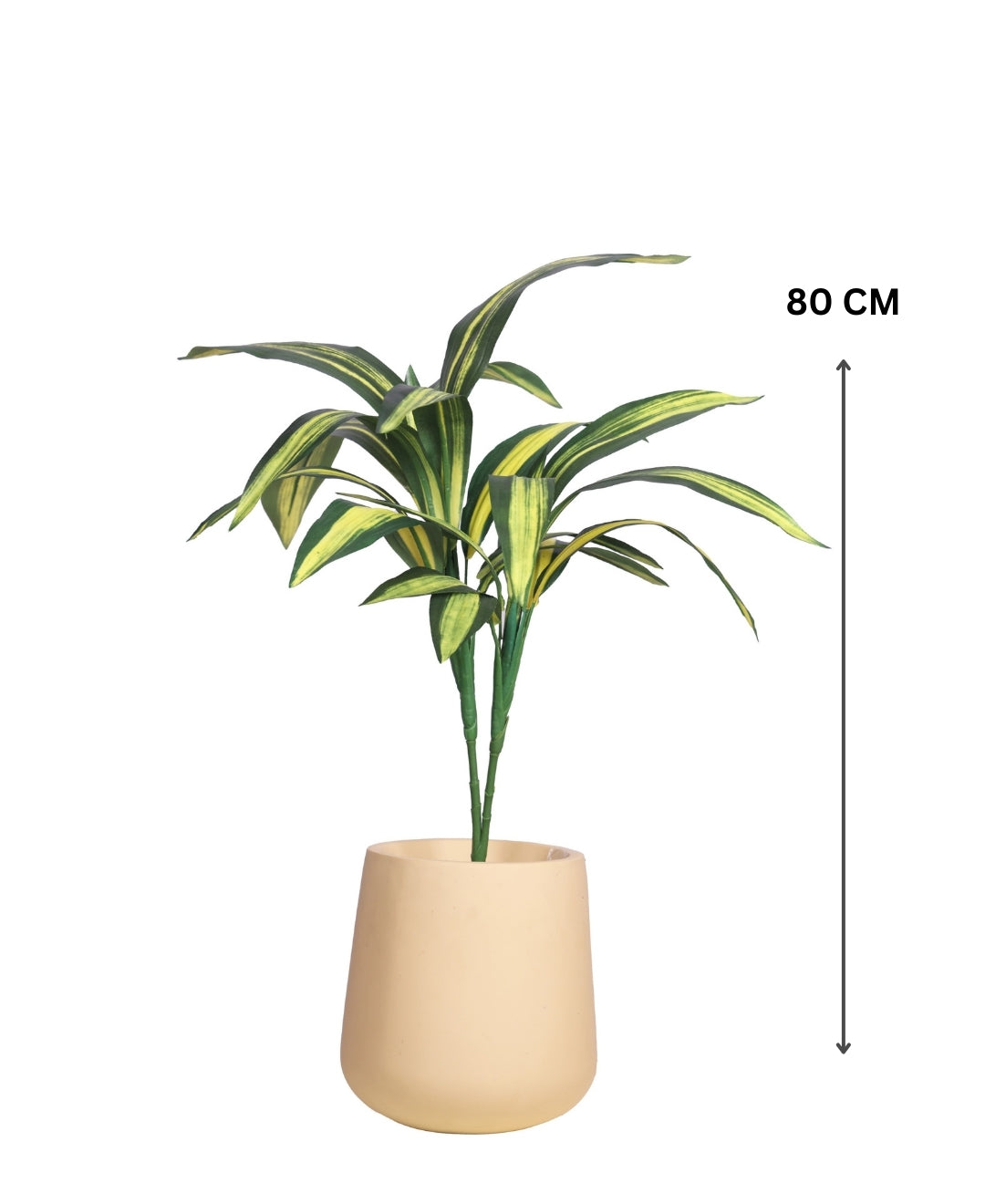 Stylestem Compact Dracaena Plant Without Pot