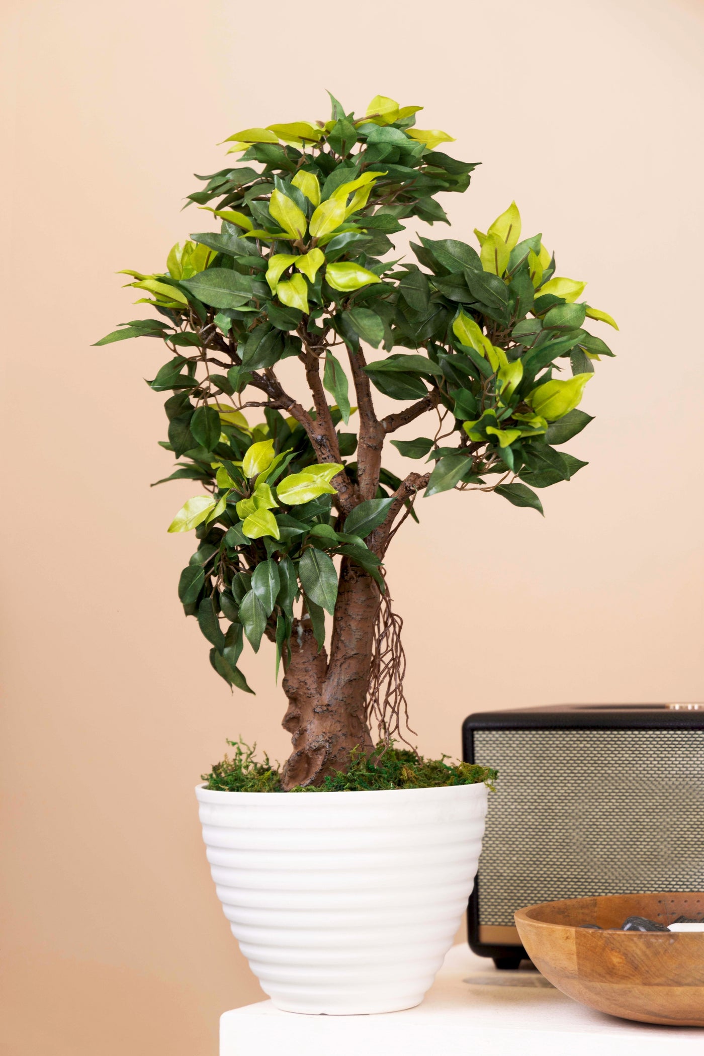 PolliNation Classy Artificial Ficus Tree Bonsai Plant Without Pot (Pack of 1) White