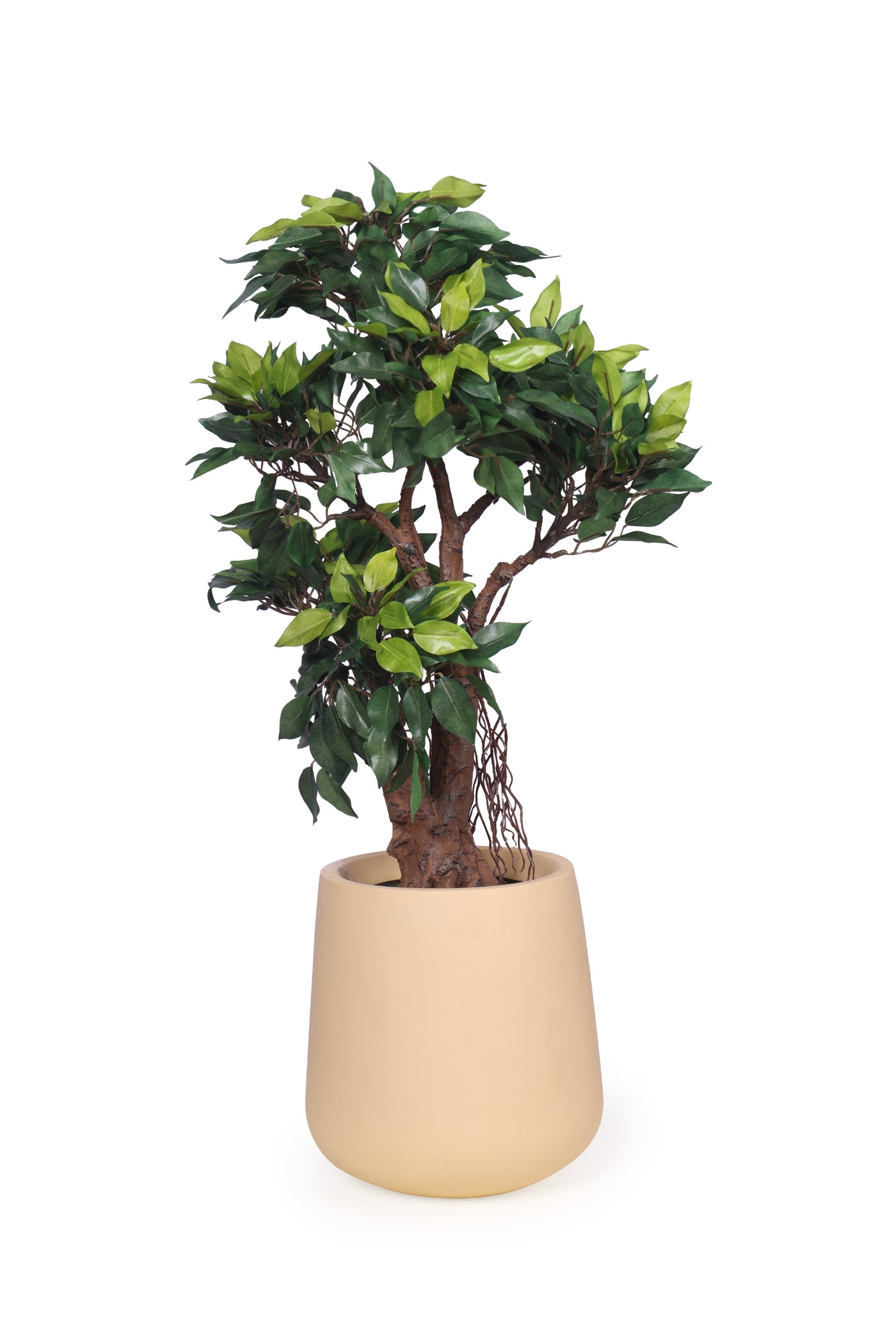 PolliNation Classy Artificial Ficus Tree Bonsai Plant Without Pot (Pack of 1) Red