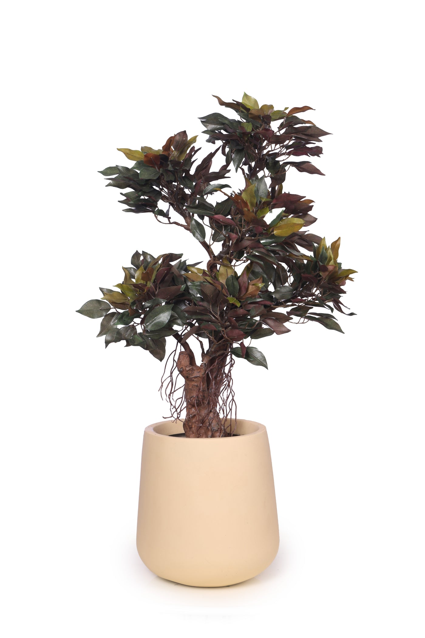 PolliNation Classy Artificial Ficus Tree Bonsai Plant Without Pot (Pack of 1) Green