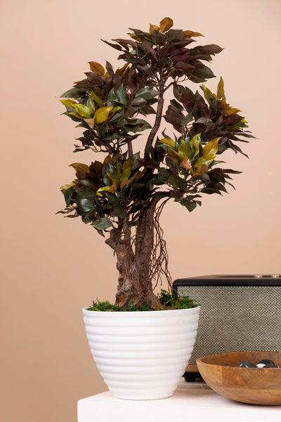 PolliNation Classy Artificial Ficus Tree Bonsai Plant Without Pot (Pack of 1) Red