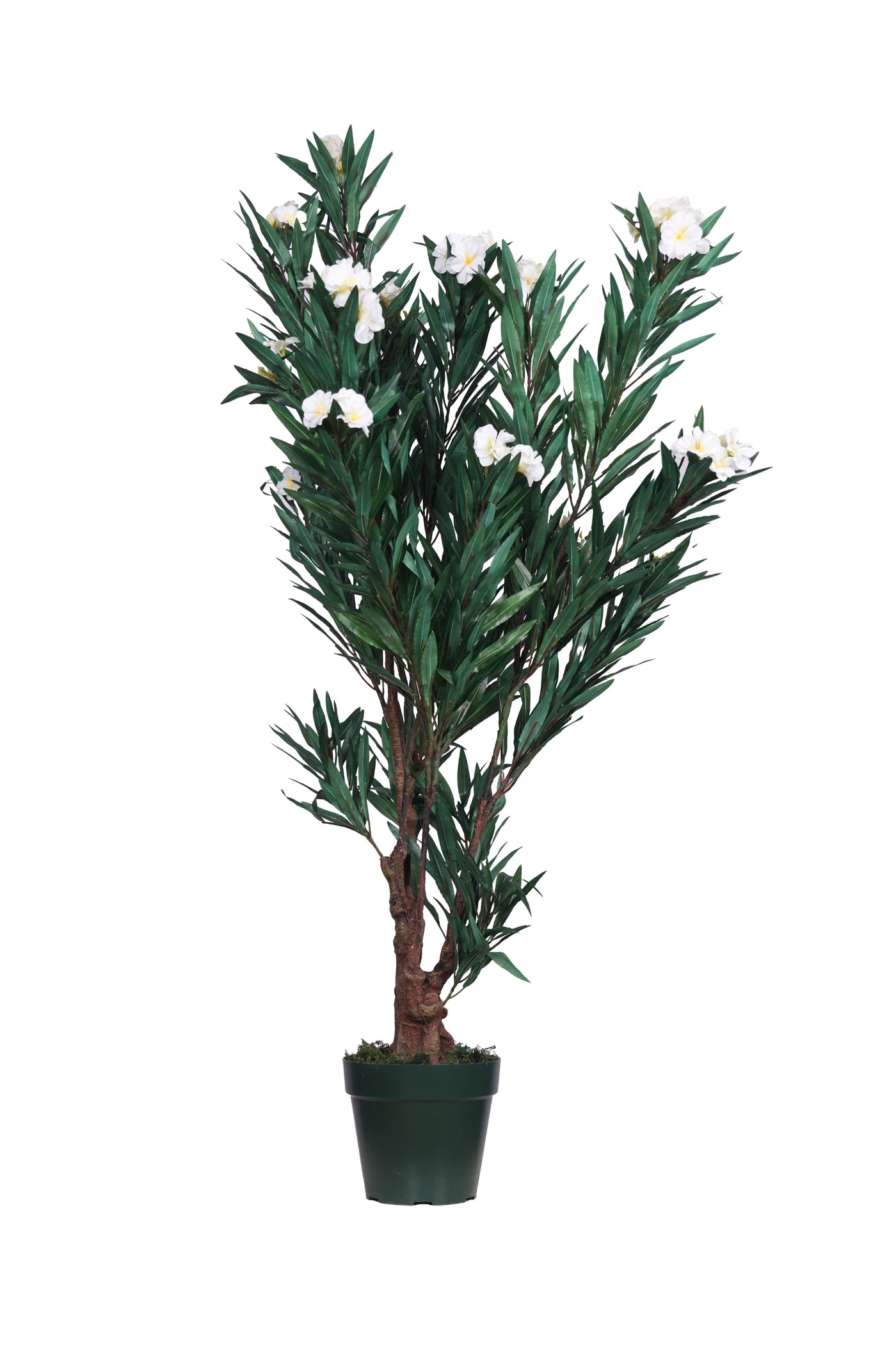 PolliNation Artificial Oleander (OLEANPINK) Plant -Brighten Your Space with Vibrant White Blooms