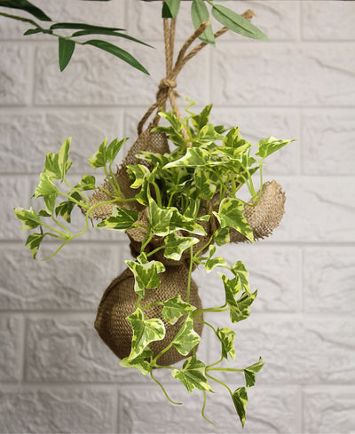 Hanging Ivy Creeper In Jute Bag Elegance That Elevates Your Space