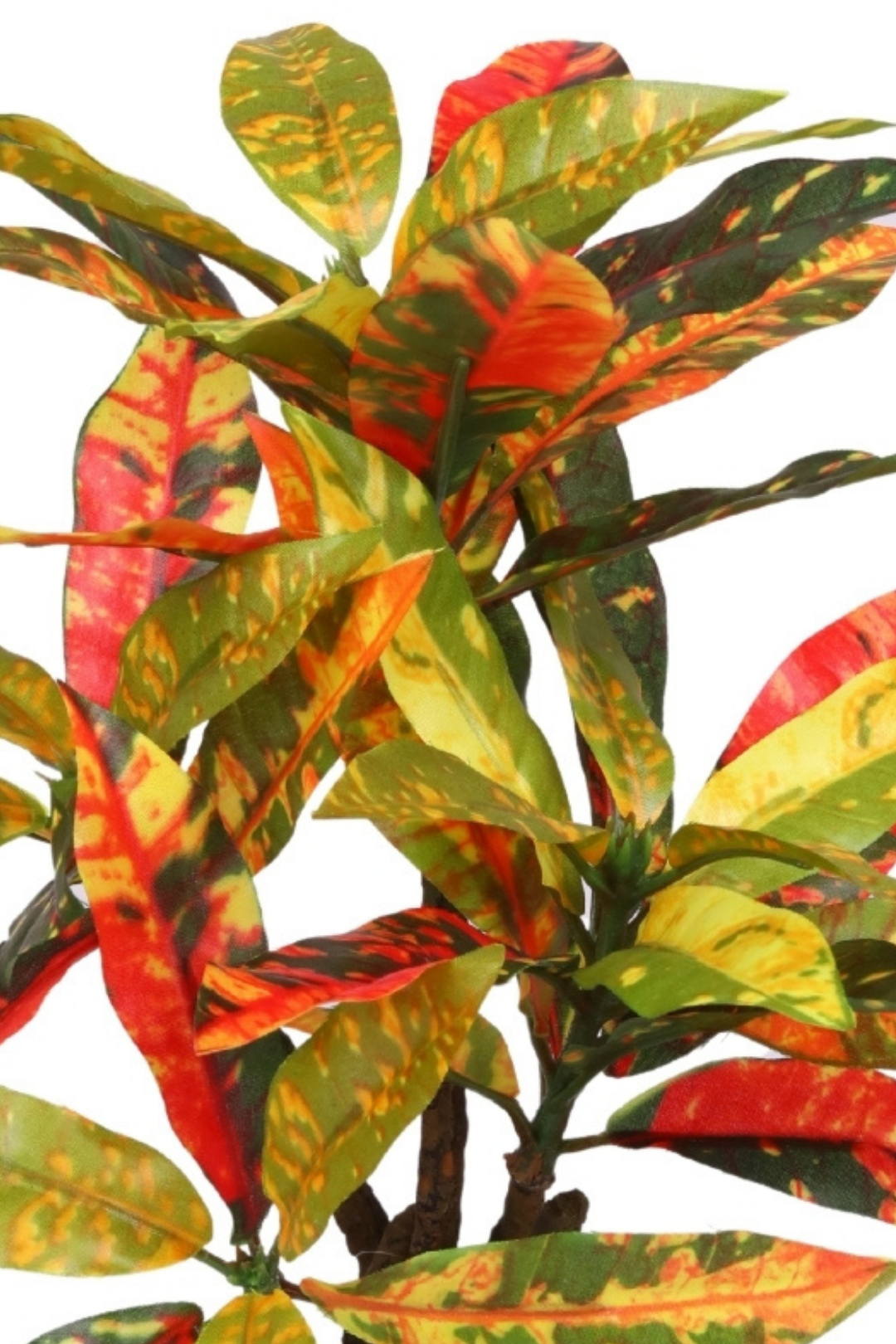 Everlasting Bonsai  A Touch of  Serenity