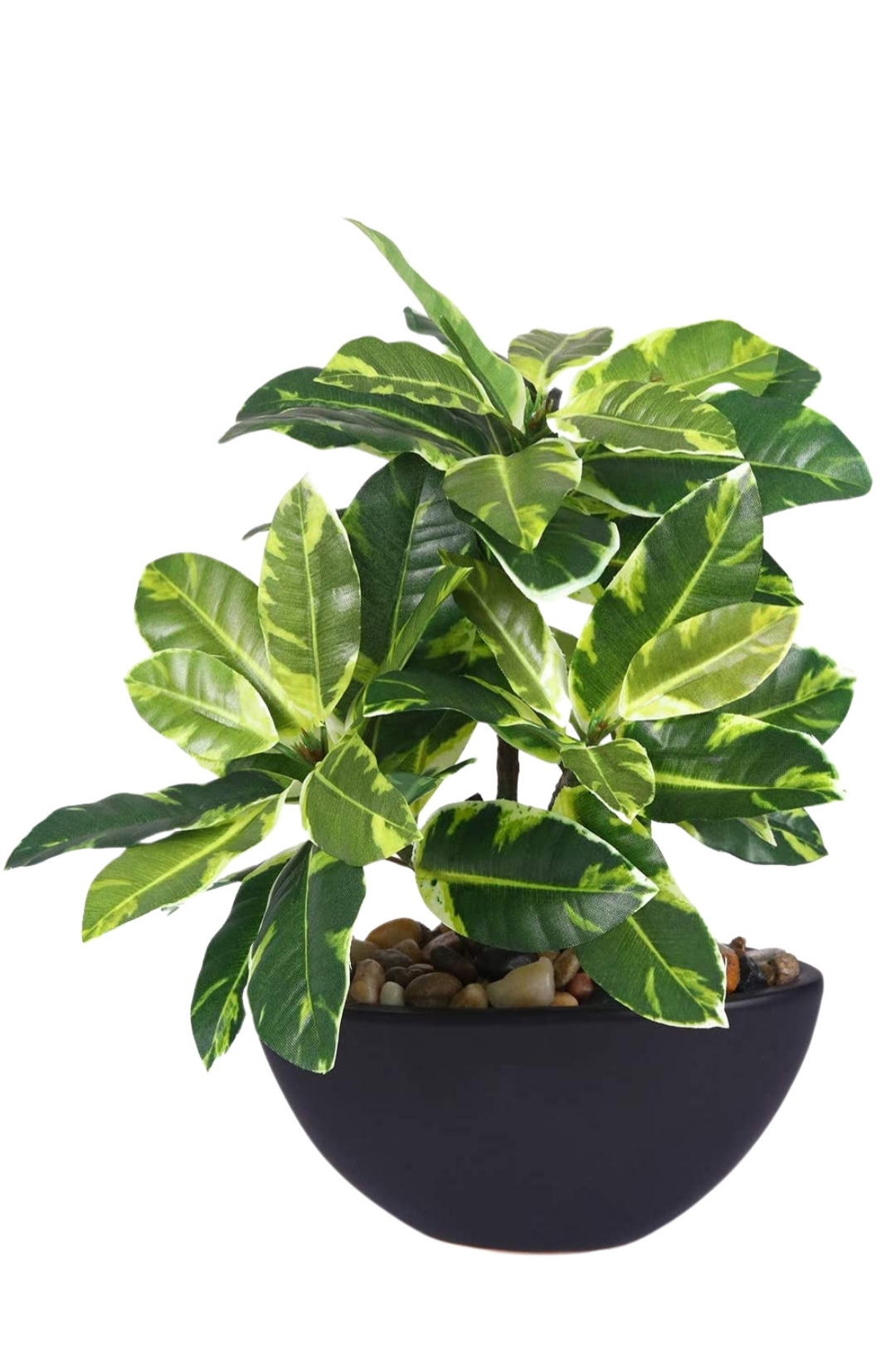 Everlasting Bonsai  A Touch of  Serenity