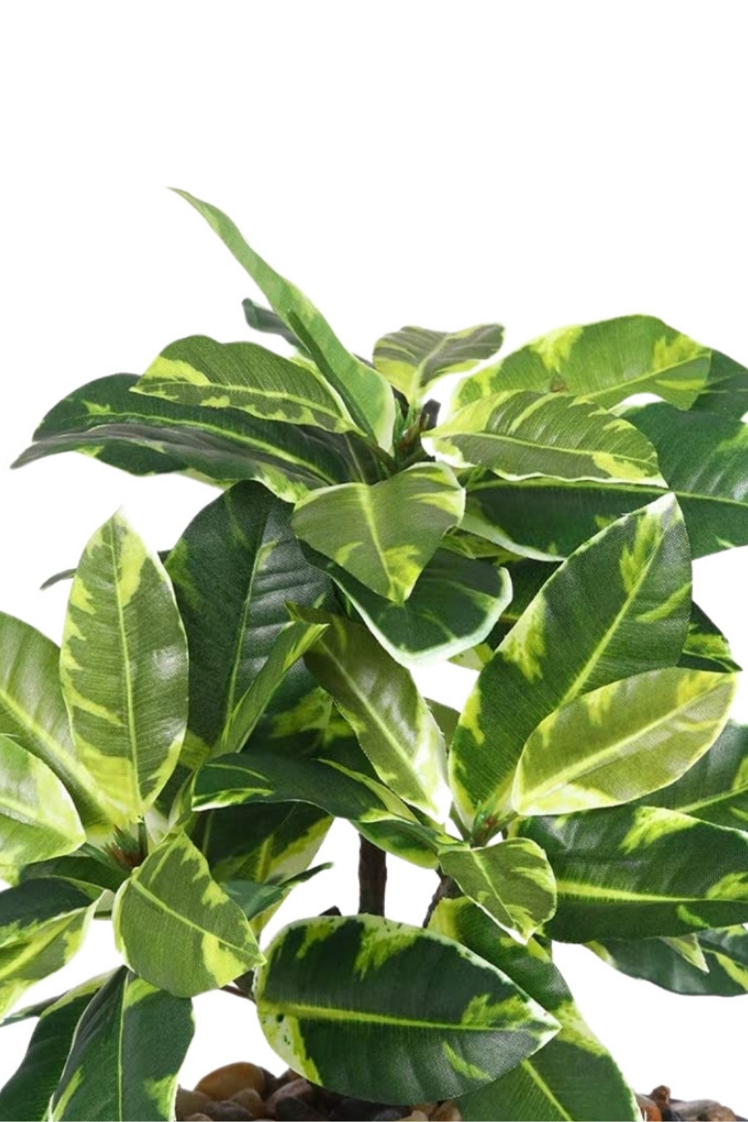 Everlasting Bonsai  A Touch of  Serenity