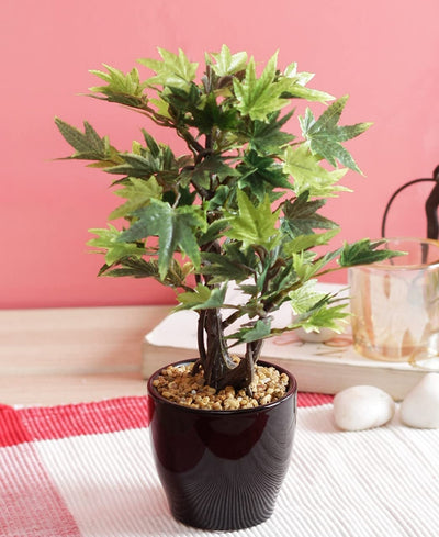 Minimal Maple Bonsai In Black Ceramic Pot
