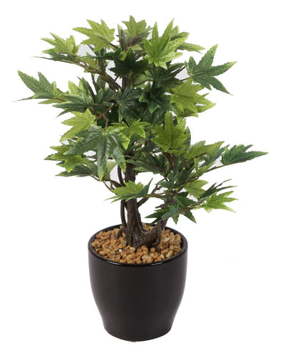 Minimal Maple Bonsai In Black Ceramic Pot
