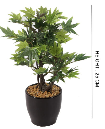 Minimal Maple Bonsai In Black Ceramic Pot