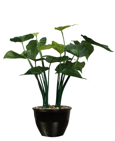 Beautifully Crafted Bonsai In A Black Ceramic Pot
