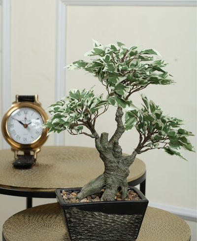 The Artful Bonsai Tree Elegant Greenery For Any Space