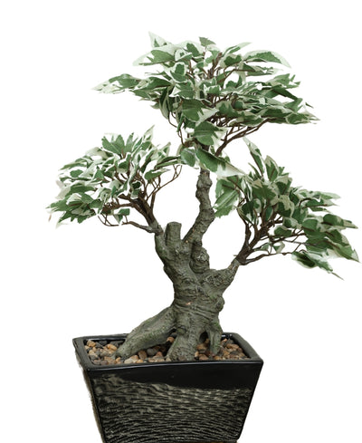 The Artful Bonsai Tree Elegant Greenery For Any Space