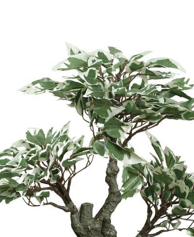 The Artful Bonsai Tree Elegant Greenery For Any Space