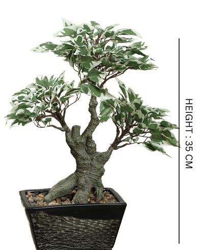 The Artful Bonsai Tree Elegant Greenery For Any Space