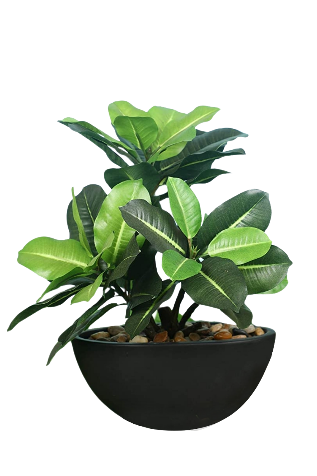 Everlasting Bonsai  A Touch of  Serenity