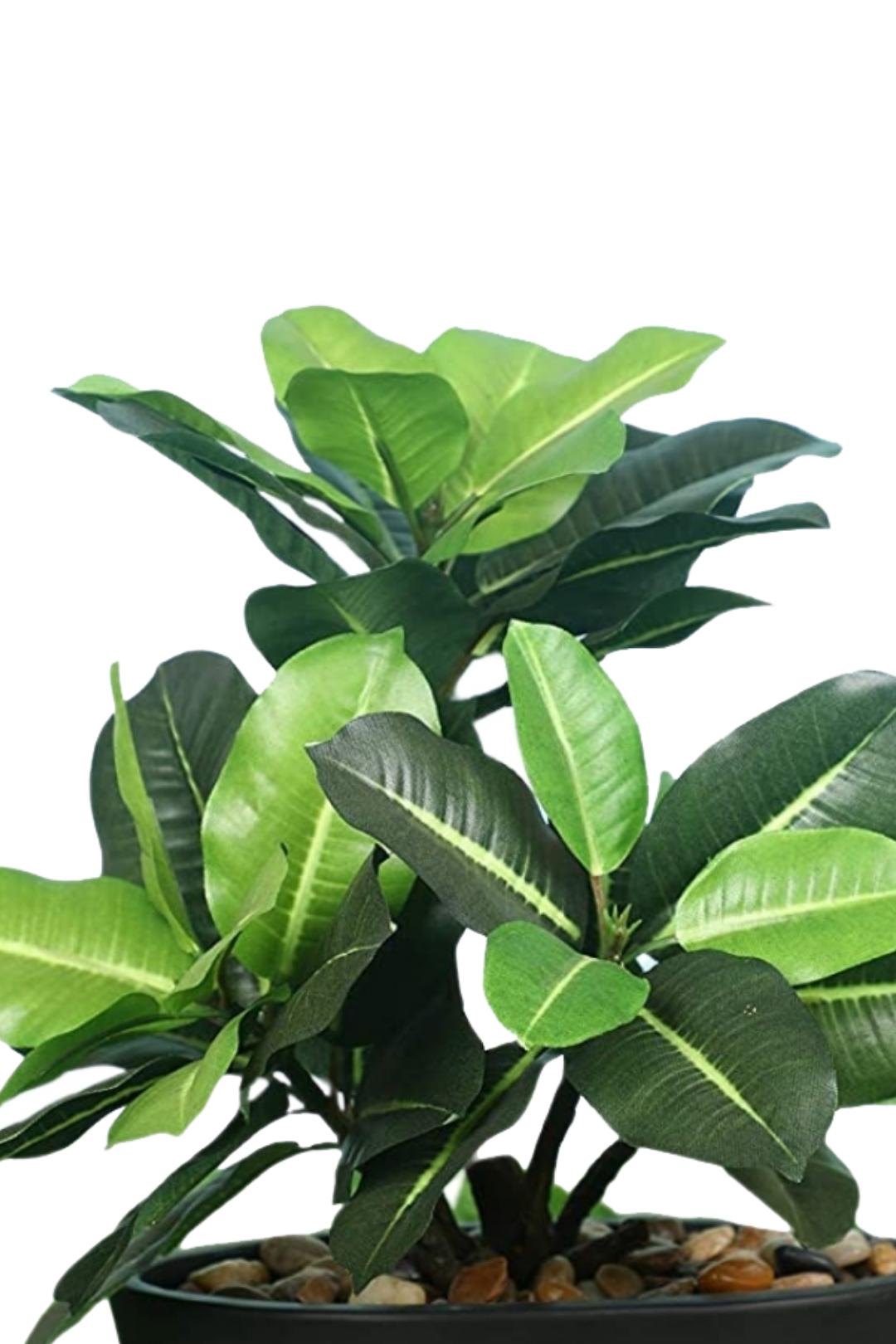 Everlasting Bonsai  A Touch of  Serenity