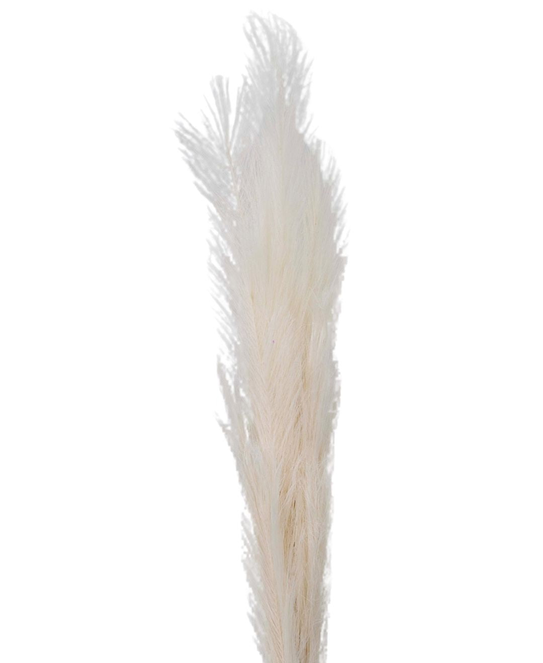 Featherflair Faux Pampas Grass Pack Of 2