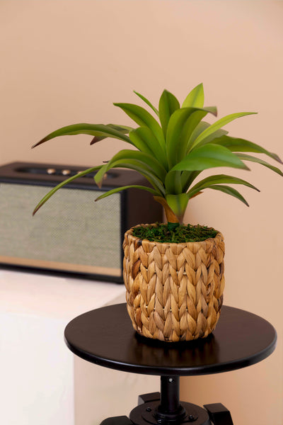 Dracaena Plant Bonsai for Indoor - 36 CM