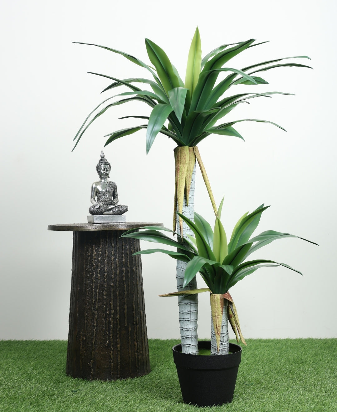 Evergreen Yucca Tree With Black Pot (Petite)