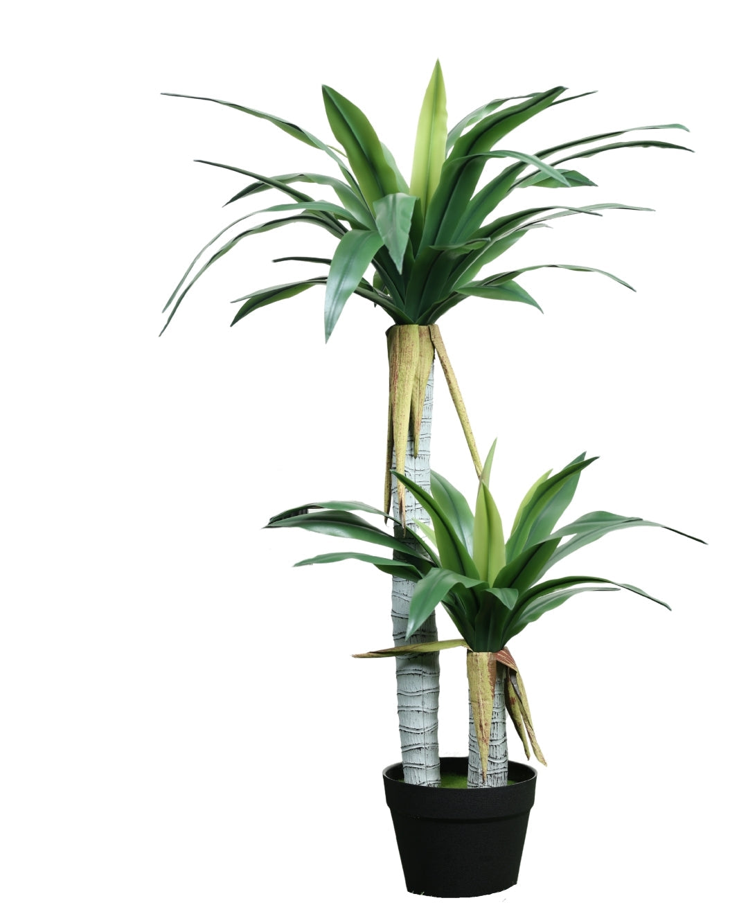 Evergreen Yucca Tree With Black Pot (Petite)