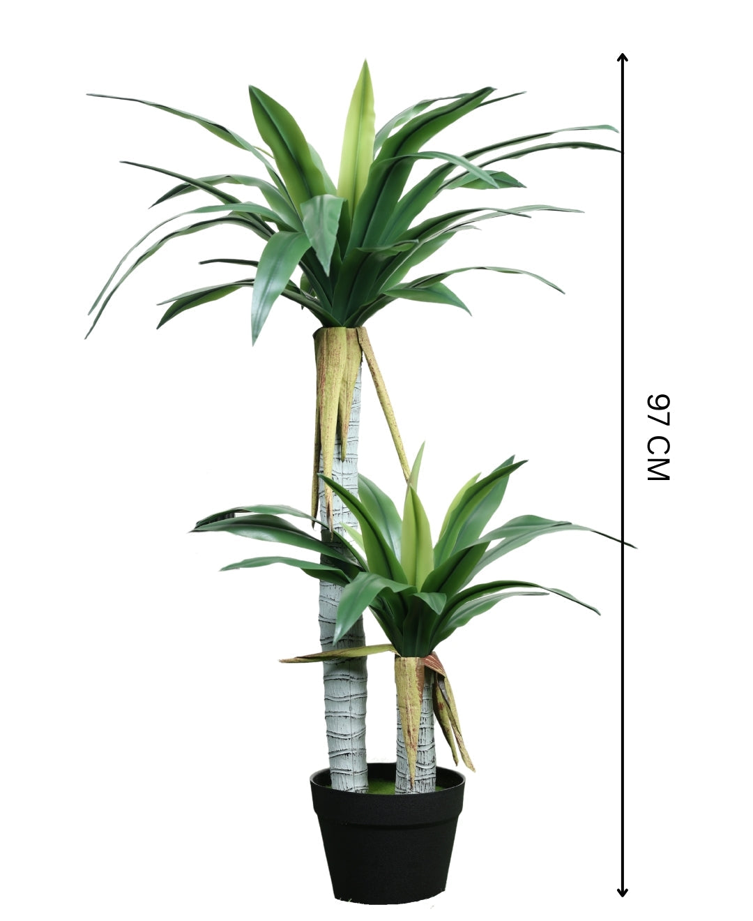 Evergreen Yucca Tree With Black Pot (Petite)