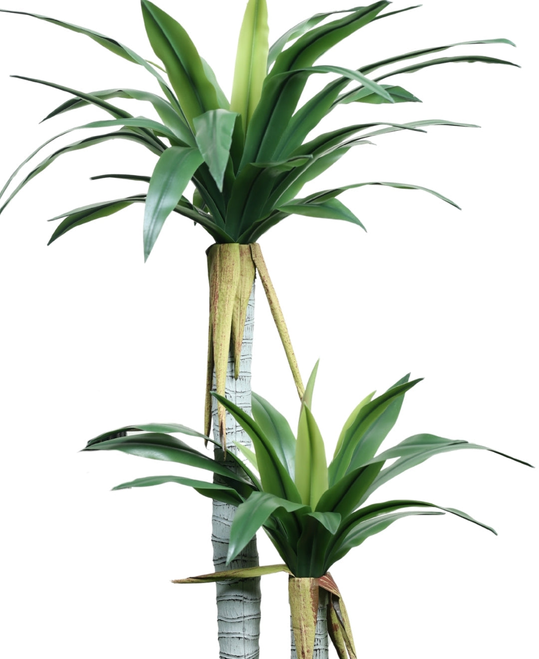 Evergreen Yucca Tree With Black Pot (Petite)