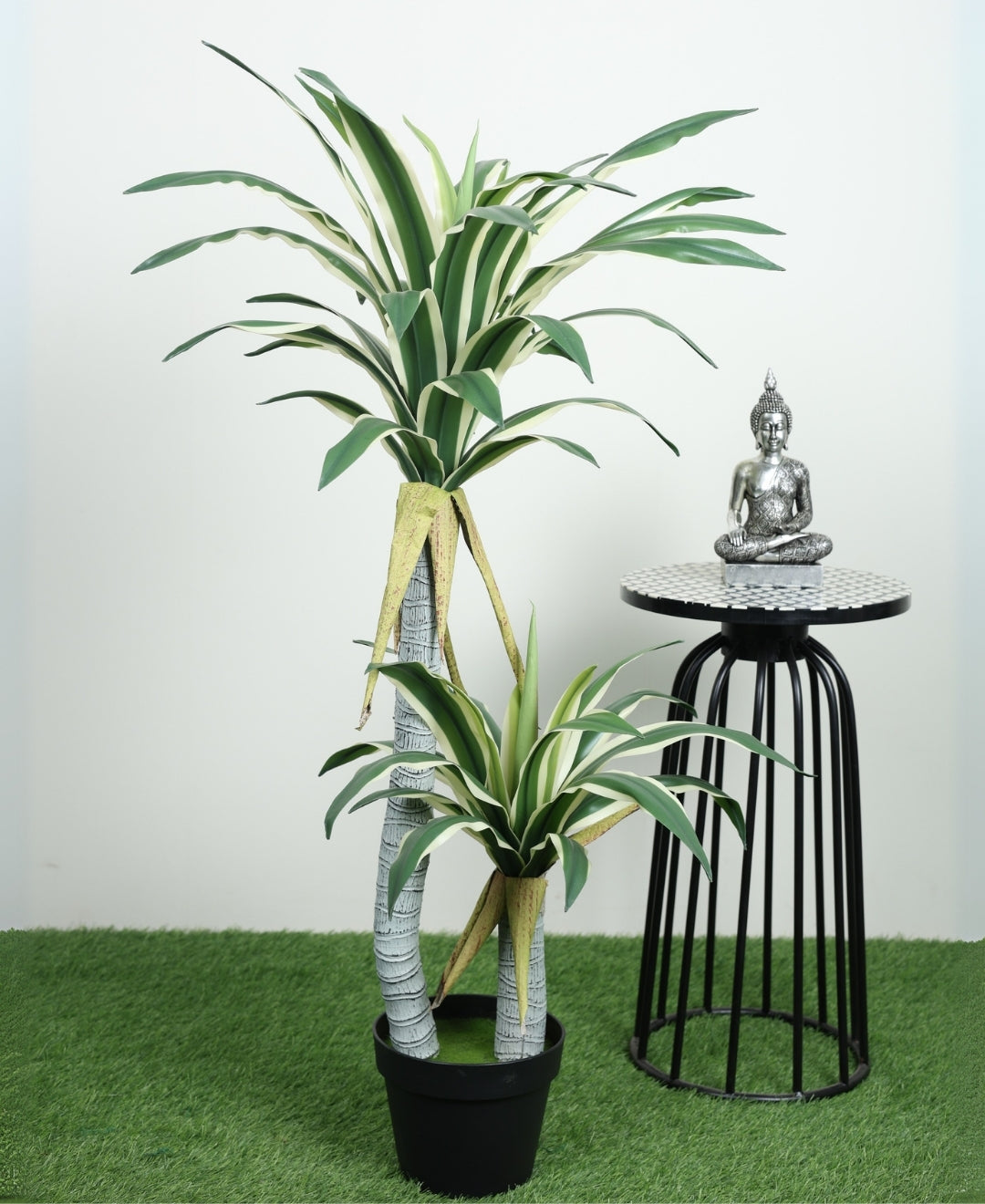 Evergreen Yucca Tree With Black Pot (Petite)