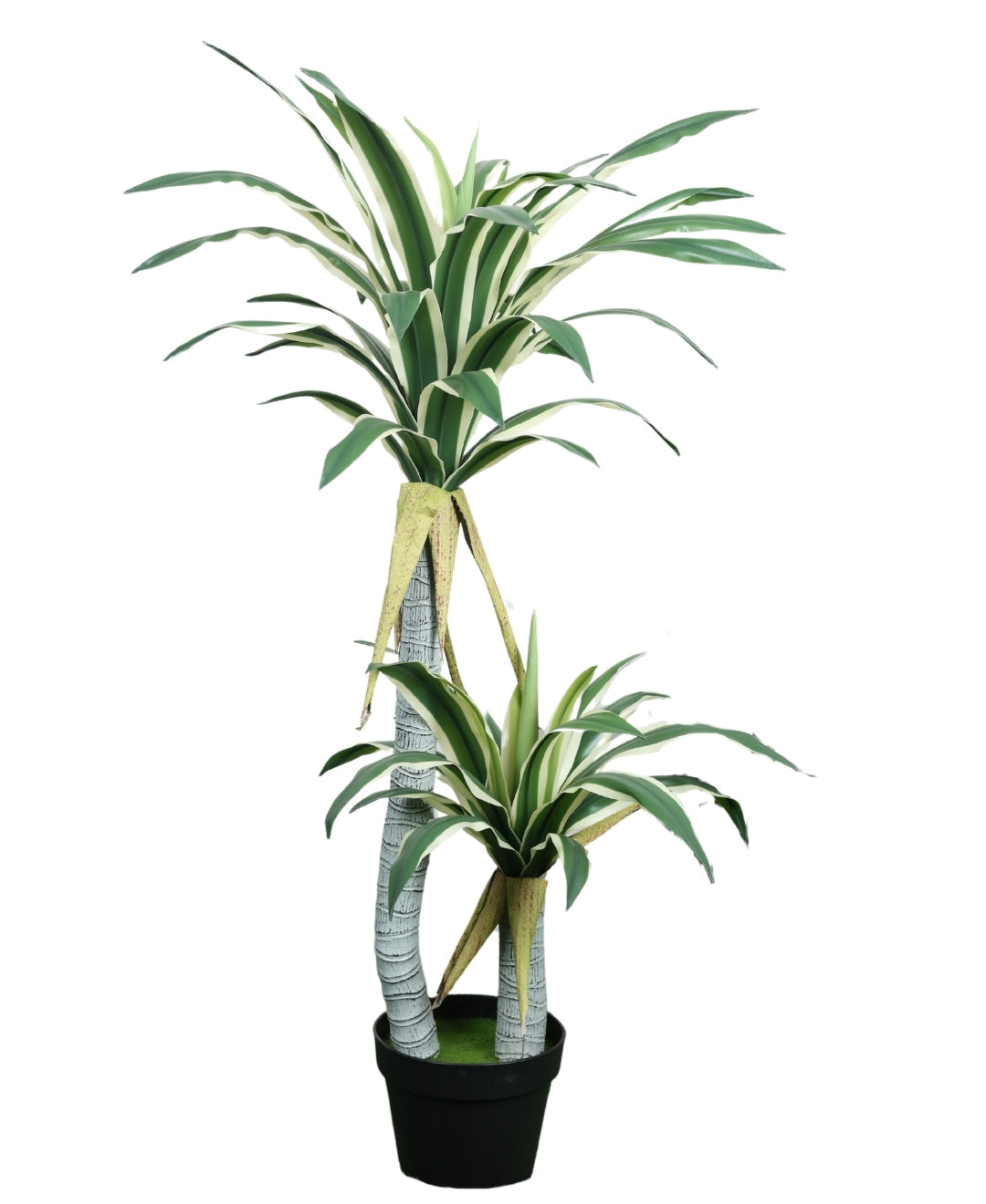Evergreen Yucca Tree With Black Pot (Petite)