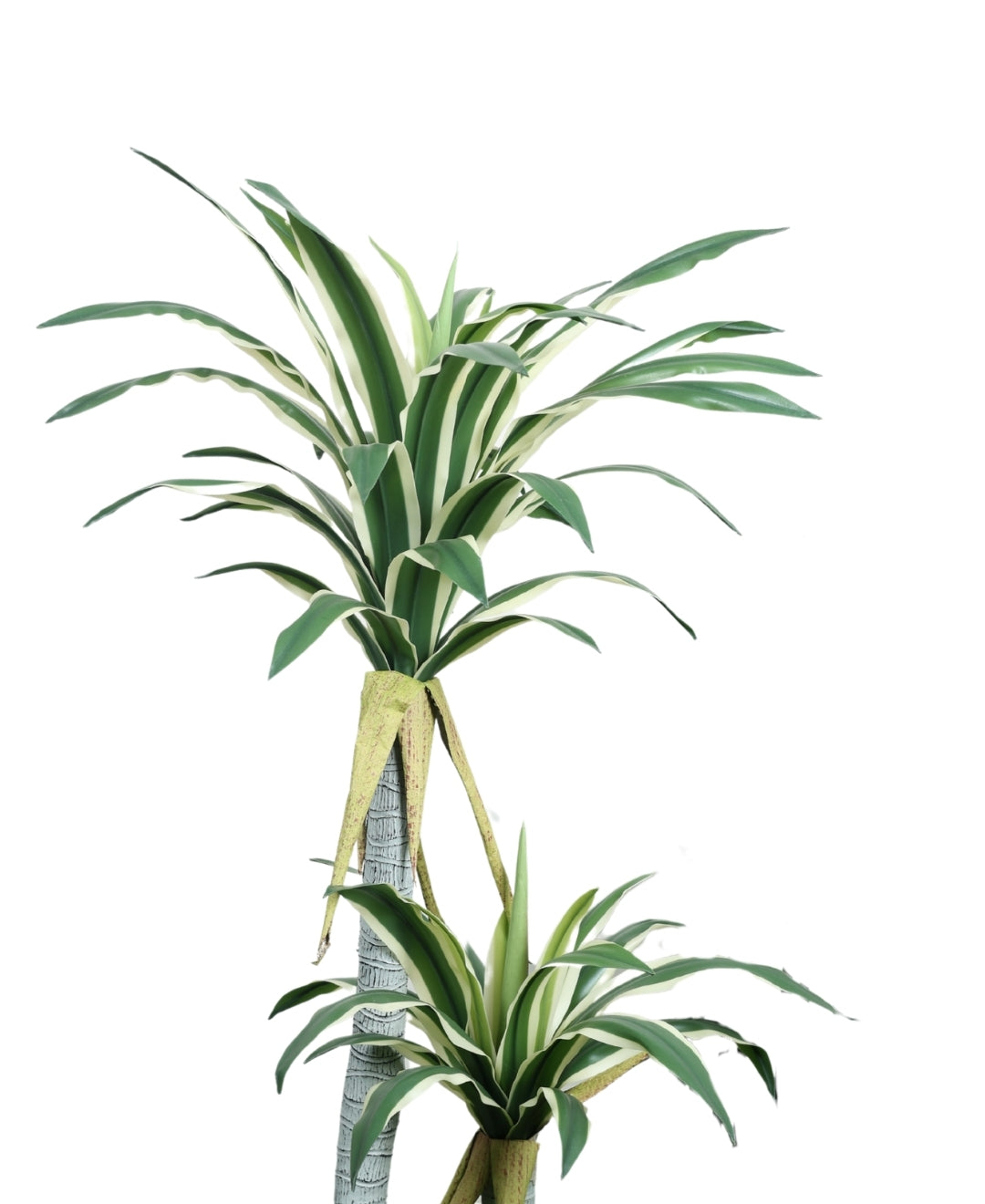 Evergreen Yucca Tree With Black Pot (Petite)
