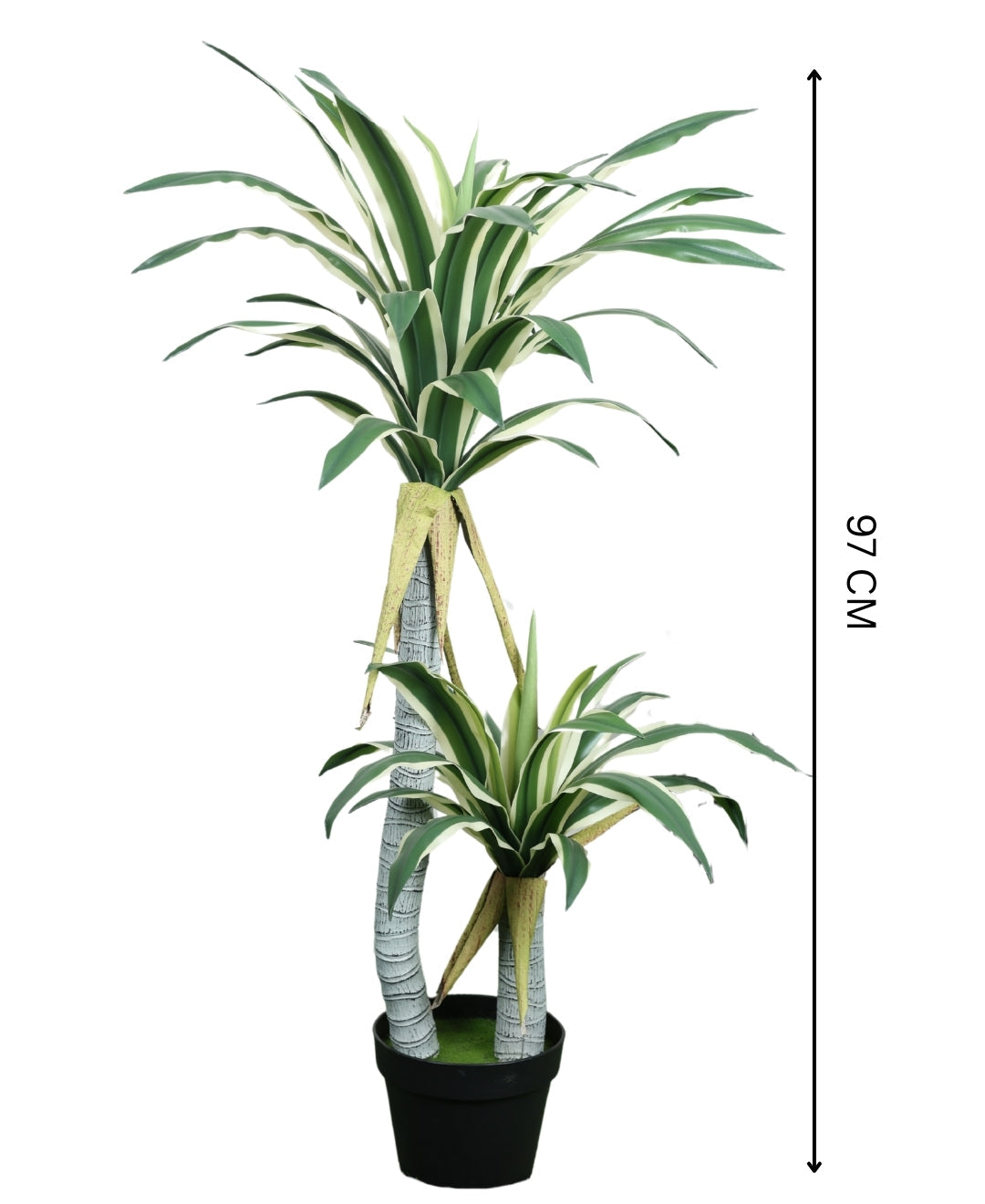 Evergreen Yucca Tree With Black Pot (Petite)